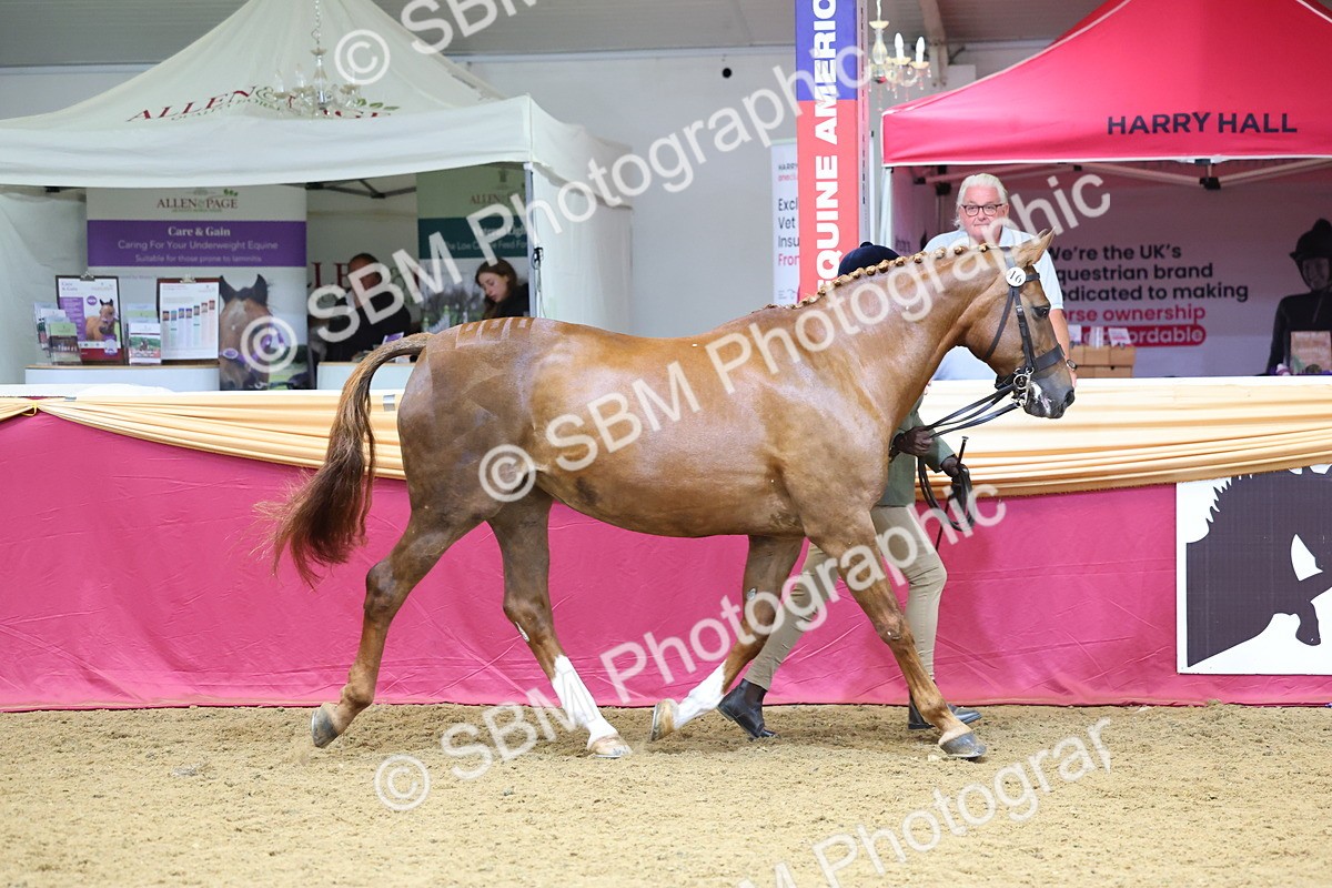 SBM_22670 - Class 903 - Supreme Final - IH Pre Vet