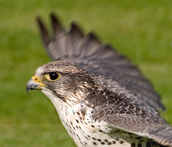 Saker Falcon (2) - Wildlife