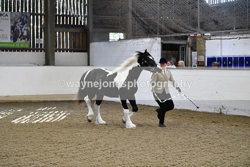 WJ5_3438 - Class 1 Youngstock