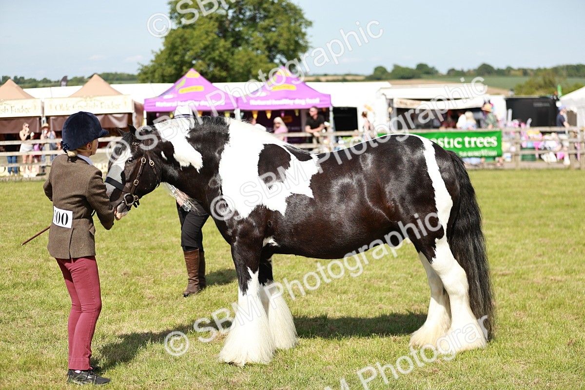 SBM_08824 - Class 63-65 - Traditional Gypsy Cobs In Hand & Ridden