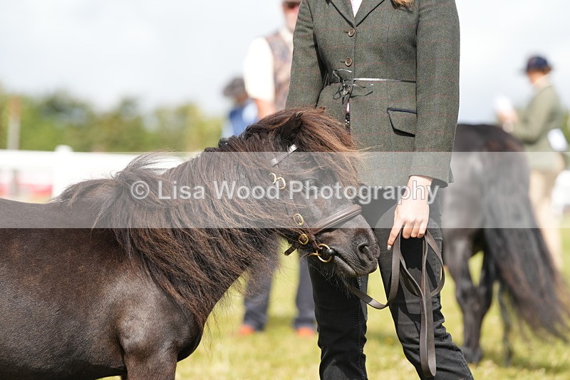 DSC05377 - Class 49: NPS Shetland 4 years and over