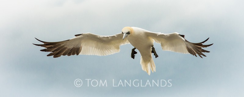 Northern Gannet - Gannets and Puffins