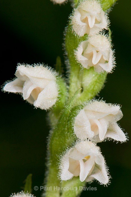  - Orchids - Various