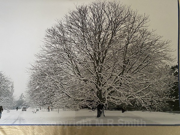 Large, Snowy Tree, Kew - LANDSCAPES & TREES