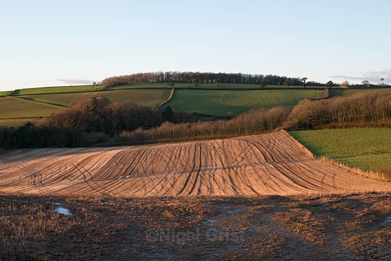 Autumn brown - Landscape