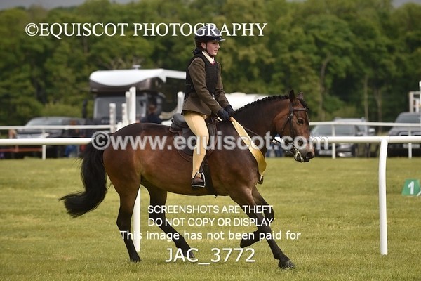 JAC_3772 - 75CM WORKING HUNTER