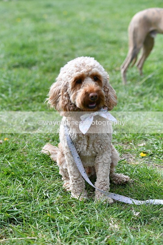 WJ5_9769 - Class 3 Most Handsome Dog
