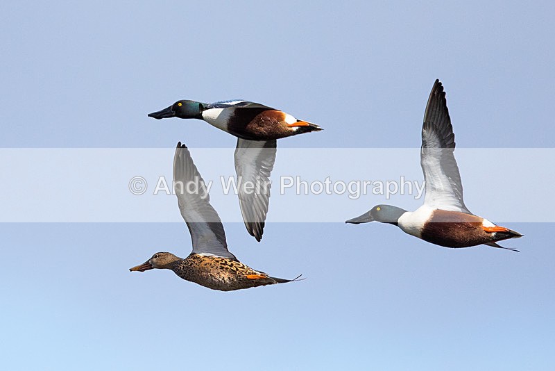 20150320-8E0A8317 - Shoveler