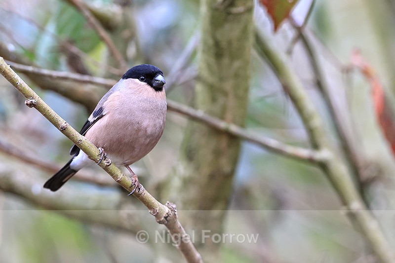 Female Bullfinch perched, Otterbourne - Bullfinch