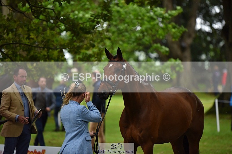 240522-162002-00839 - 240-KINDA_CORVETTE-Dani_Evans