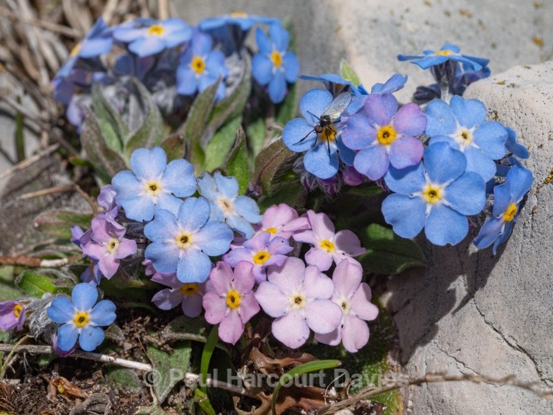 Alpine forget-me-not (Myosotis alpina)  - Gargano - Wild Flowers
