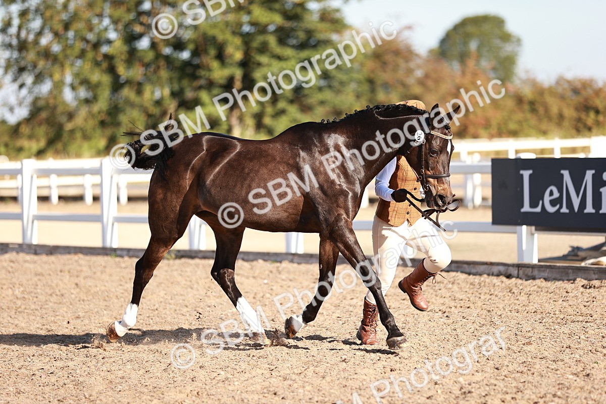 SBM_11371 - Class 402 - IH  Veteran pony