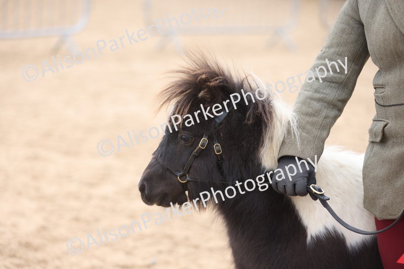 20251109-0176 - Class 9 - Foals