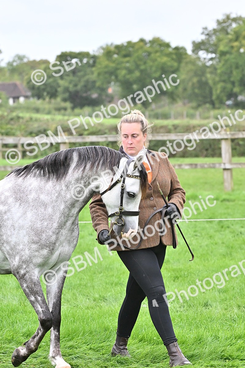 SBM_60923 - S48 - Mountain & Moorland In Hand Small Breeds