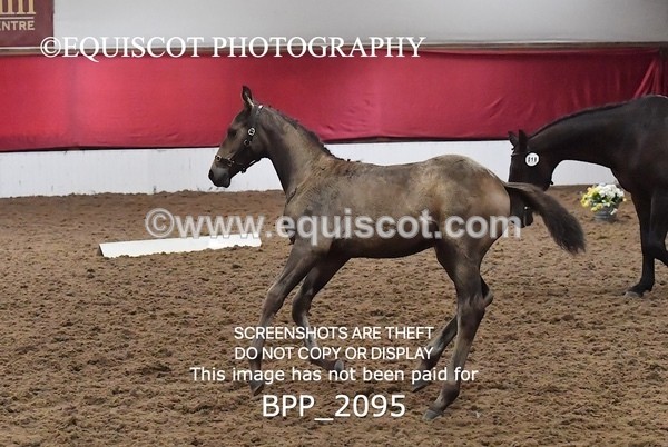 BPP_2095 - AFTERNOON 12.30 - 3.30PM