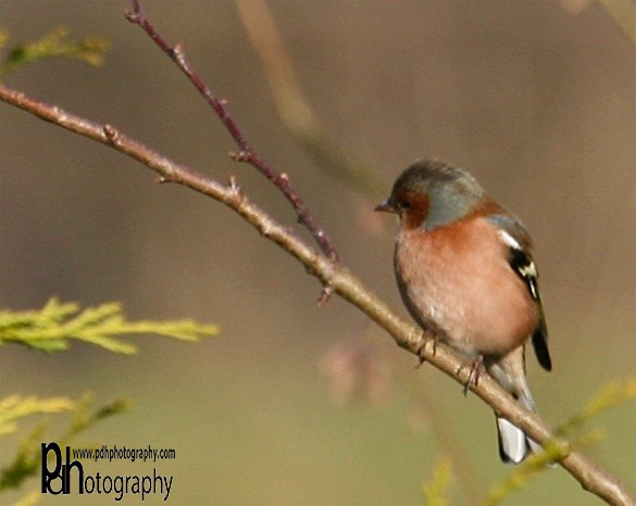 Chaffinch-5-1521 - Natural World Birds