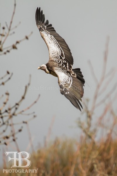 Wow April 5-42 - Birds of Prey