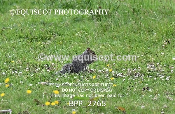 BPP_2765 - CLASS 4 Club 80cms Open