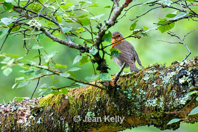 Robin - DSC_9294 - Birds
