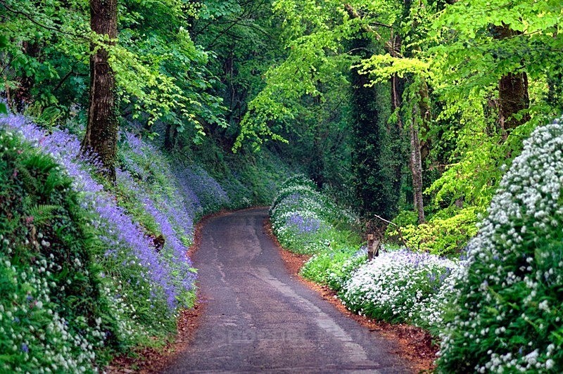 Magical Blue Wood near Looe - Looe (See separate gallery for Looe Lugger photos)