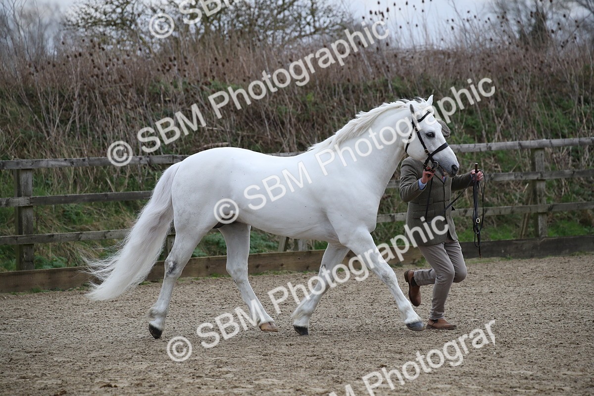 SBM_004024 - Class 1-4 - Young Stock classes Inc. In Hand Championship