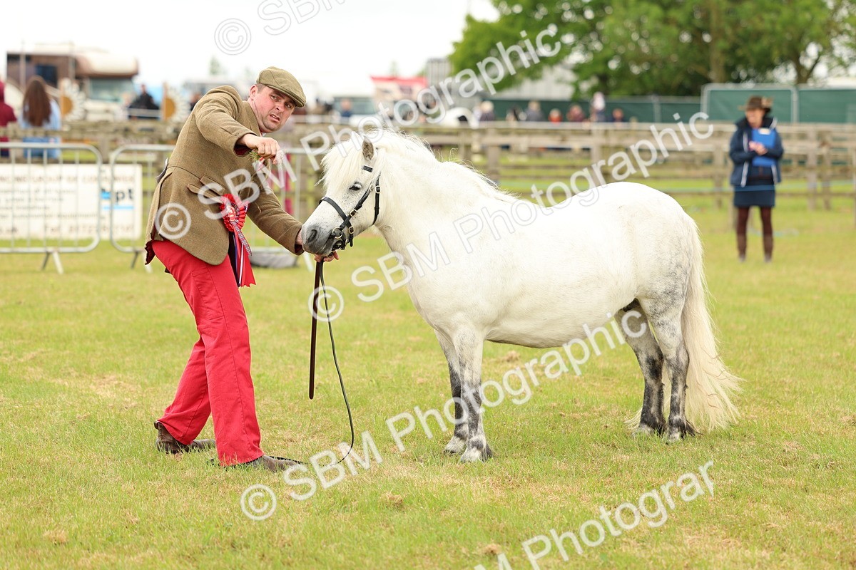 SBM_03572 - Class 58-67 - M&M Non Welsh Pony In hand