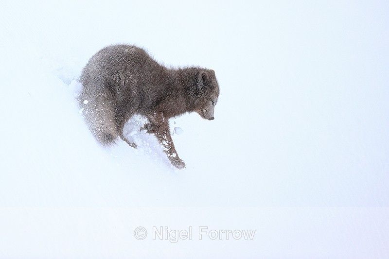 Arctic Fox slides down slope, Hornstrandir, Iceland - Arctic Fox
