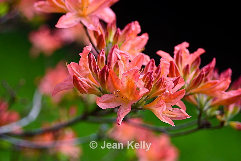 Pink Rhododendron - DSC_7214_00035 - Pink