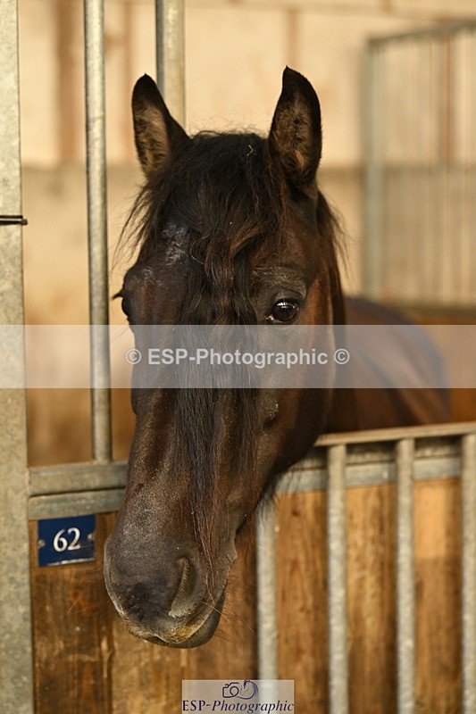 240809A-085557-00032 - Stable Shots