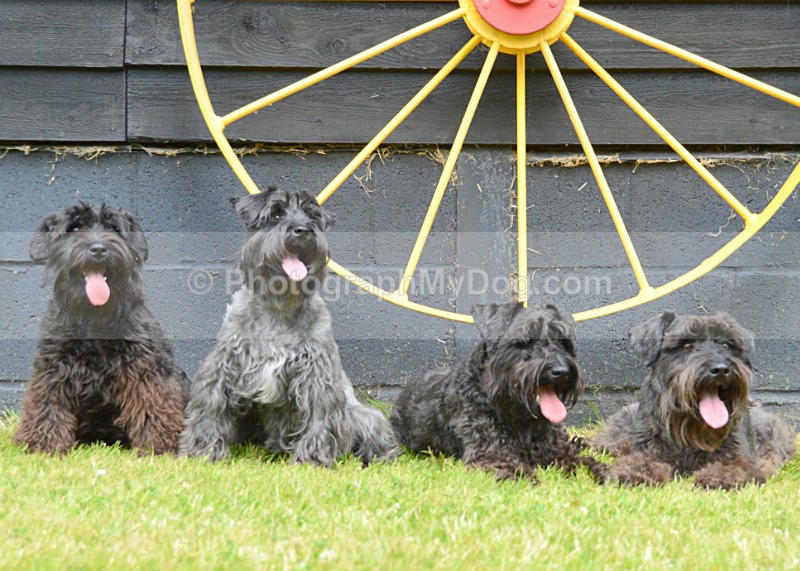  - Schnauzers