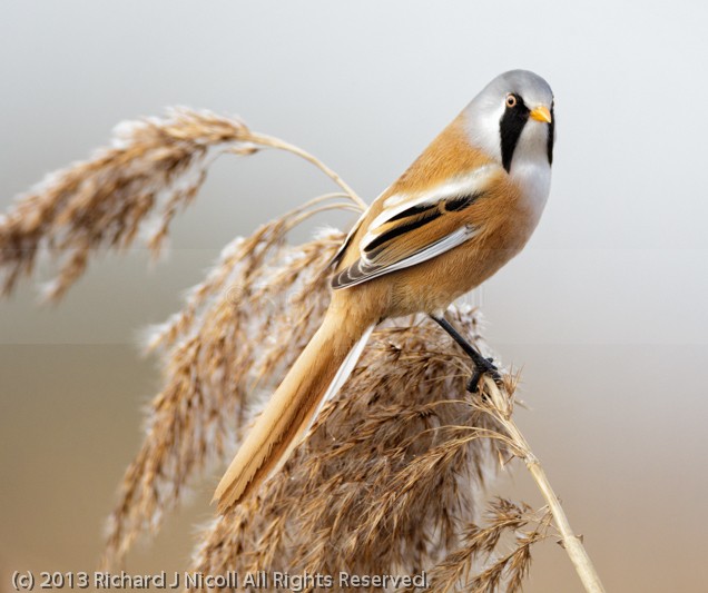 Bearded Tit (Panurus biarmicus) male - Bearded Tit (Panurus biarmicus)