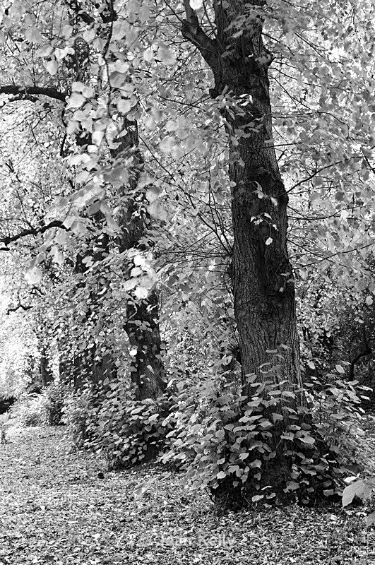 Tree - 4079 bw - Trees