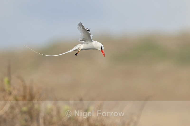 Red-billed Tropicbird hovering, Espanola, Galapagos - Red-billed Tropicbird