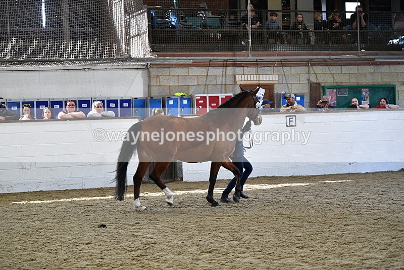 WJ5_4533 - Class 3 Part Bred In hand