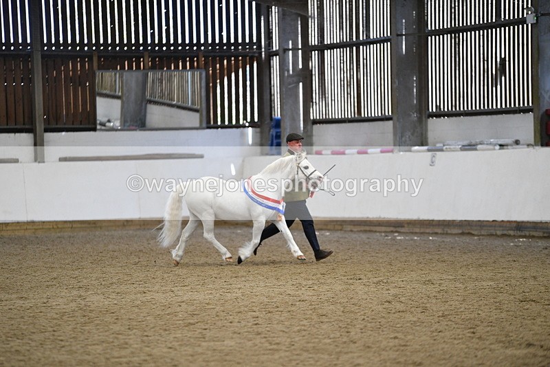 WJ5_5839 - Morning in hand Championship