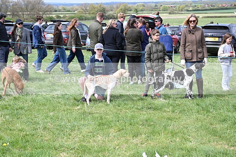 WJ6_8675 - Class 8 Best Working / Gun Dog or Bitch