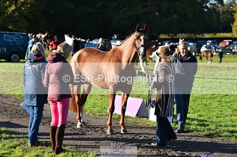 231022-095156-22079 - 484-JESATRAN.FIRECRACKER-Sally.Morton-TrotUp+SJ