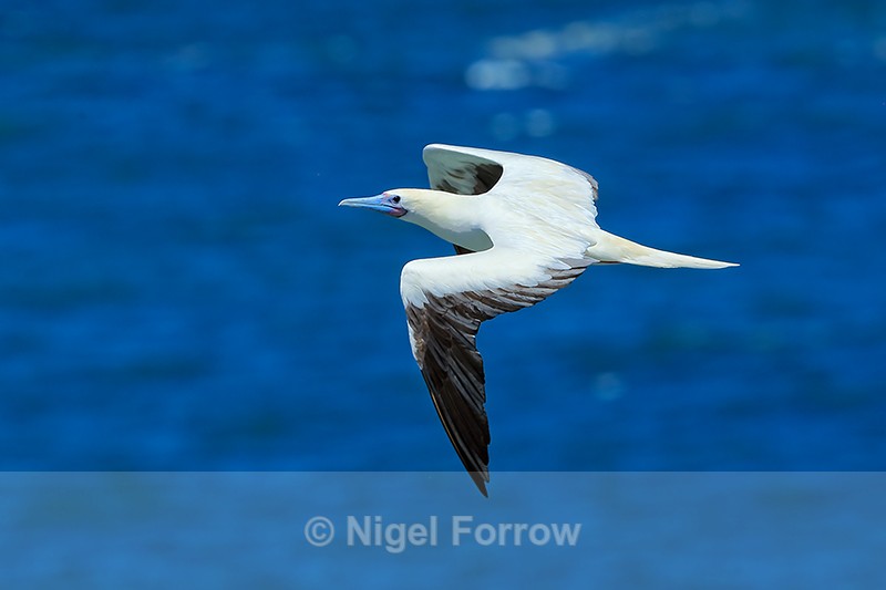 Red-footed Booby (adult) flying, Kilauea Point, Kauai - Red-footed Booby