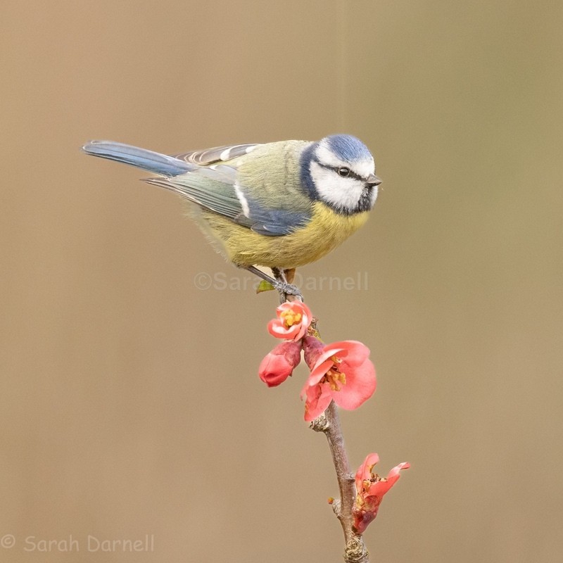 Japonica Blue Tit 2026 - Greeting Cards