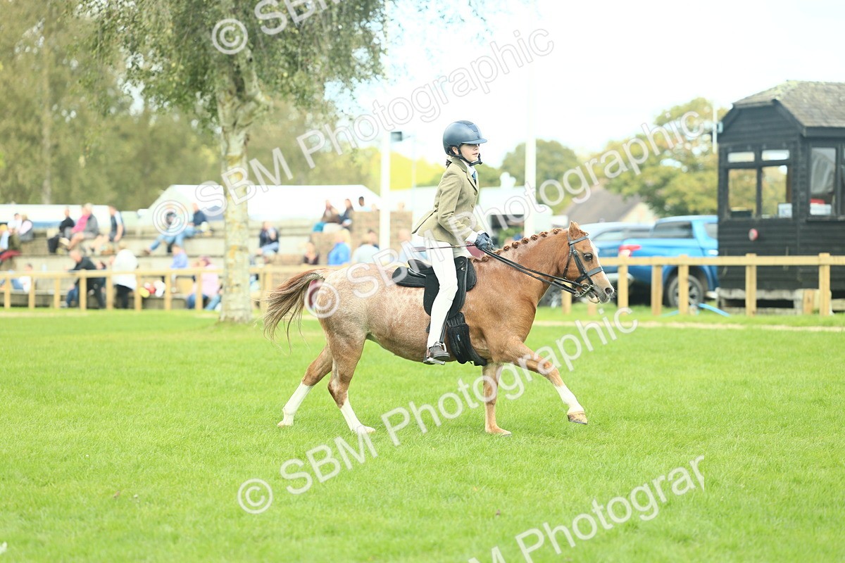 SBM_44671 - S31 - Working Hunter Pony