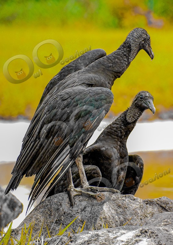 black vulture Coragyps atratus-9026 - BoP from around the world