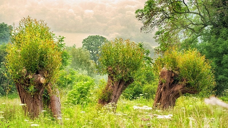 Spring 2 CA Willow - Earth Element
