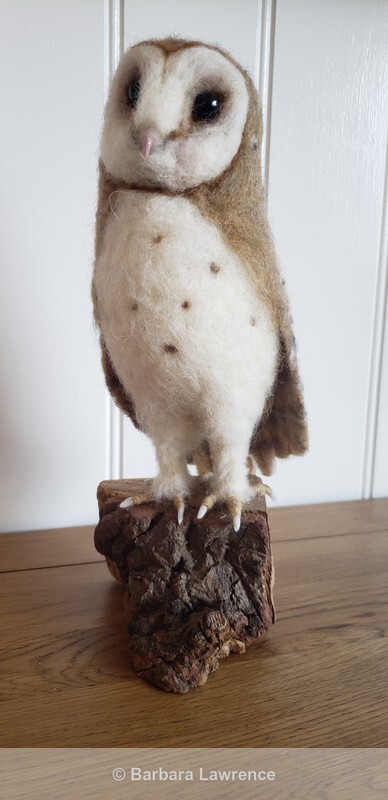 Barn Owl Photo 1. - Gallery