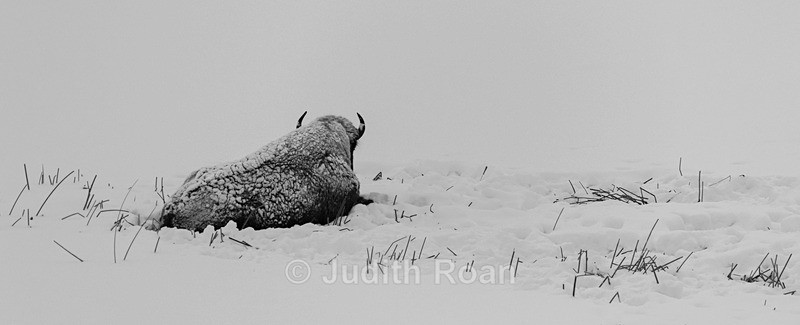 Bison, Lamar Valley - Yellowstone