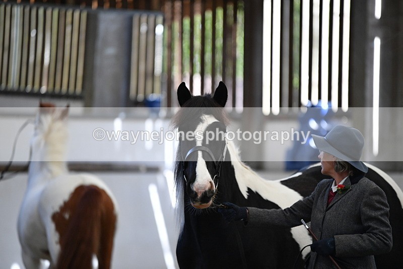 WJ5_5120 - Class 7 In hand coloured / odd coloured