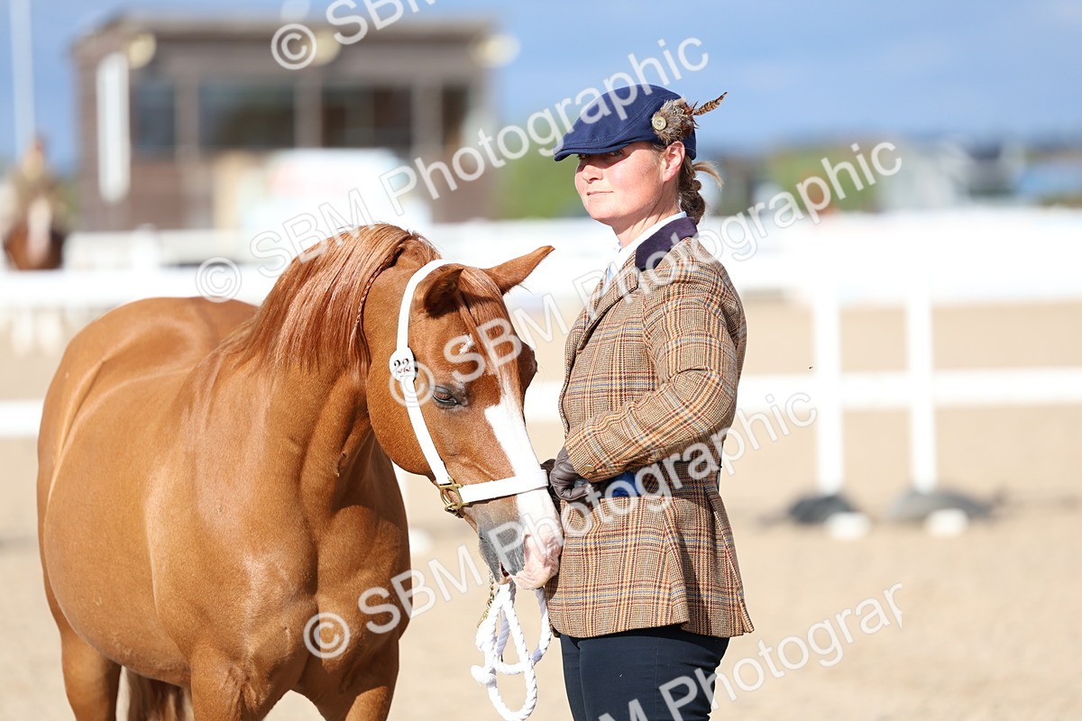 SBM_18775 - Class 317 - IH Pure Bred Horse-Pony