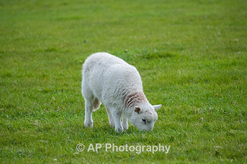 ACP_3514-1 - Sheep