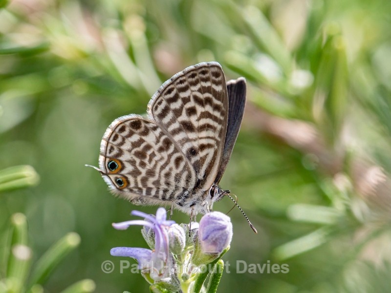 Lang's short-tailed blue (Leptotes pirithous) also Common zebra blue. - Insects, Spiders and other Animals