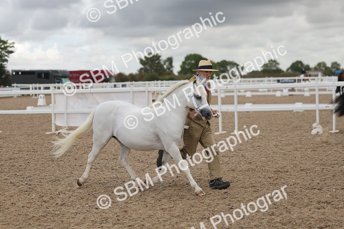 SBM_03315 - Class 16 - IH M&M Wildcard