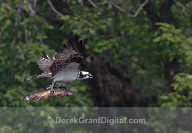Takeout Dinner - Birds of Atlantic Canada